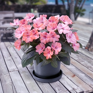 Impatiens Compact Blush Pink SunPatiens